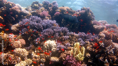 coral reef © Ayman