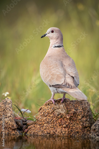 Turkish turtle dove perched on a stone about to drink photo