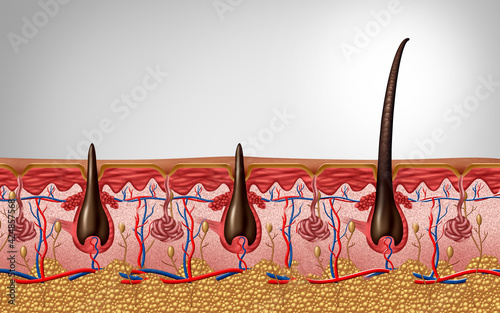 Hair follicle and trichology anatomy close up as a human skin scalp with a shaft emerging as a dermatology medical symbol photo