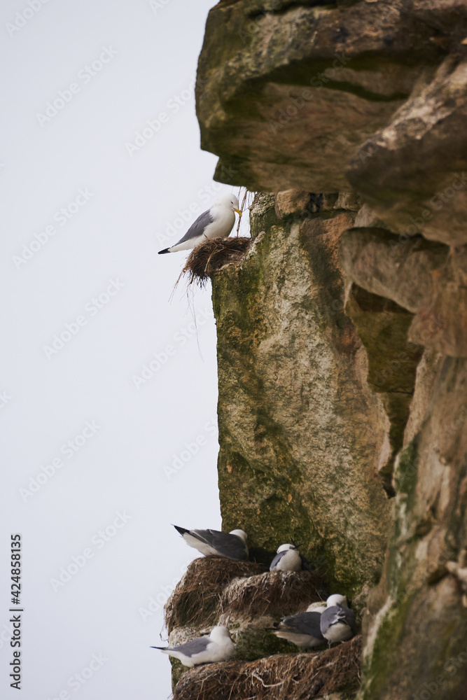 black-legged kittiwake nesting at the limestone cliffs at Bulbjerg at the North Sea coast of Denmark black-legged kittiwake nesting at the limestone cliffs at Bulbjerg at the North Sea coast of Denmark