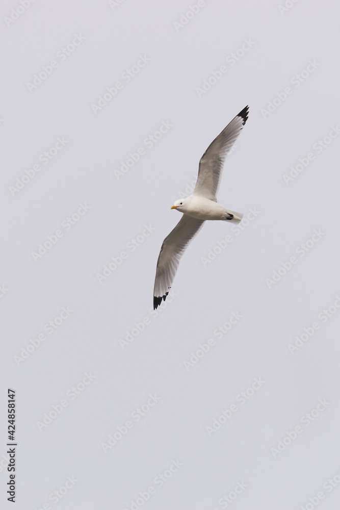 black-legged kittiwake flying at the limestone cliffs at Bulbjerg at the North Sea coast of Denmark black-legged kittiwake flying at the limestone cliffs at Bulbjerg at the North Sea coast of Denmark
