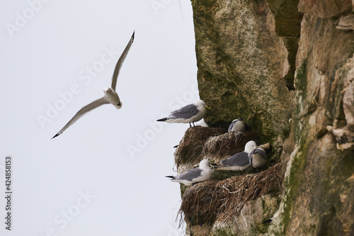 black-legged kittiwake nesting at the limestone cliffs at Bulbjerg at the North Sea coast of Denmark