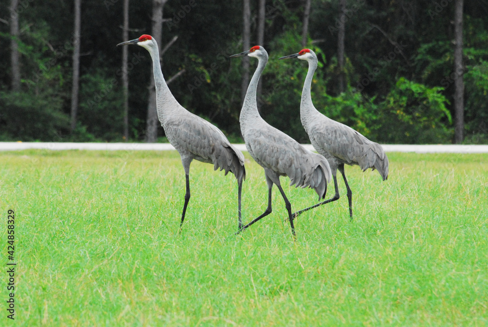 Obraz premium BIRDS- Florida- Close Up of Three Beautiful Sandhill Cranes
