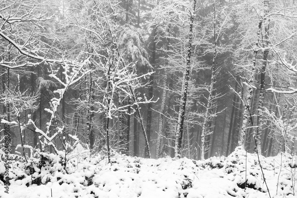 Wald Winter Schnee Nebel