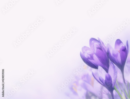 Purple crocuses background