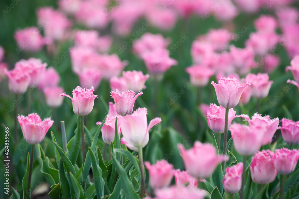 Fototapeta premium Pink tulips