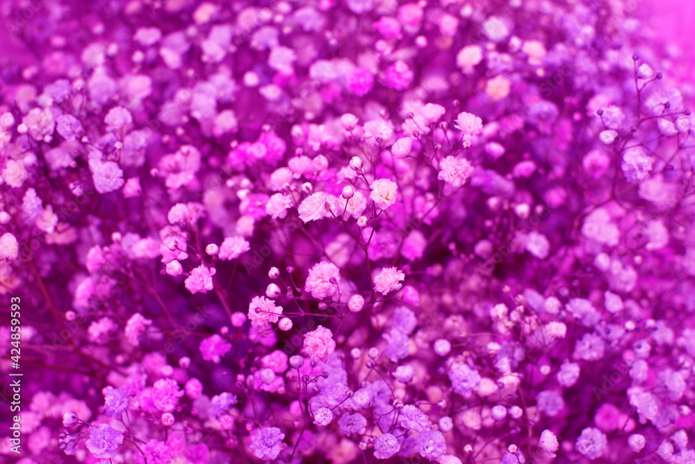 Haze grass (Gypsophila paniculata). Bright pink floral background of small pink, purple and blue gypsophila flowers. Haze grass (Gypsophila paniculata). Bright pink floral background of small pink, purple and blue gypsophila flowers.