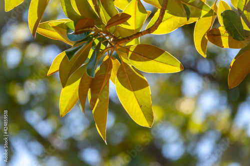 Magnolia grandiflora, commonly known as the southern magnolia or bull bay, branch with fresh green leaves