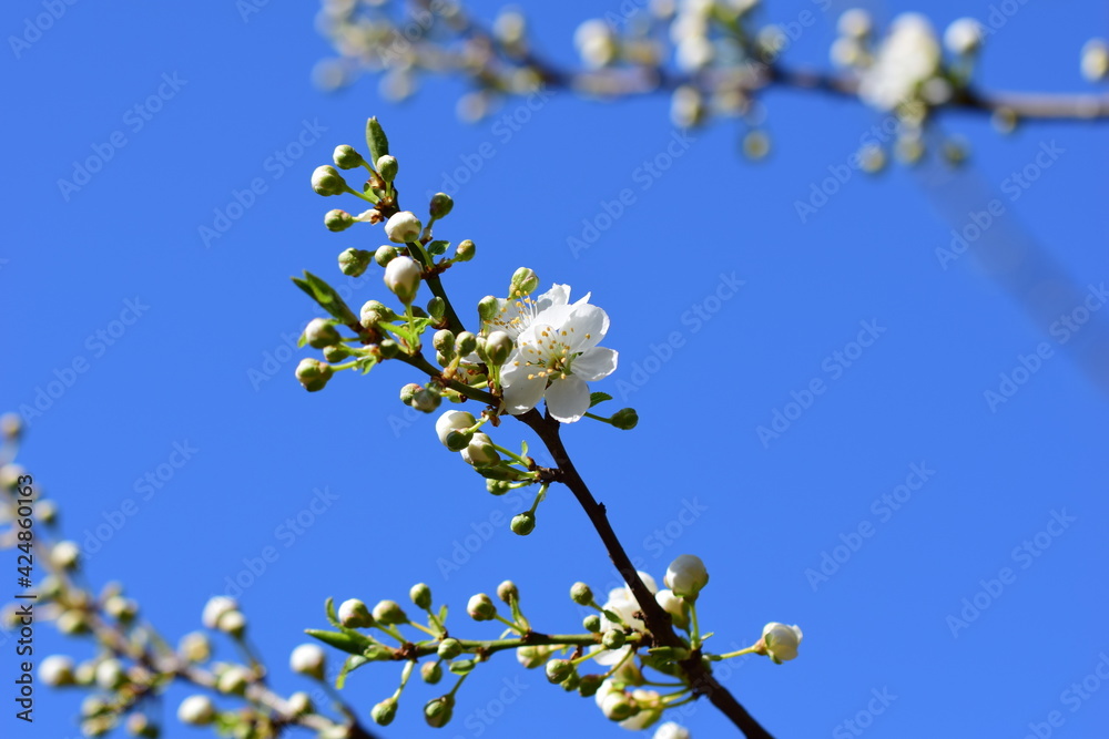 Close up of the first white blossoms on a tree branche in spring against the sky Close up of the first white blossoms on a tree branche in spring against the sky