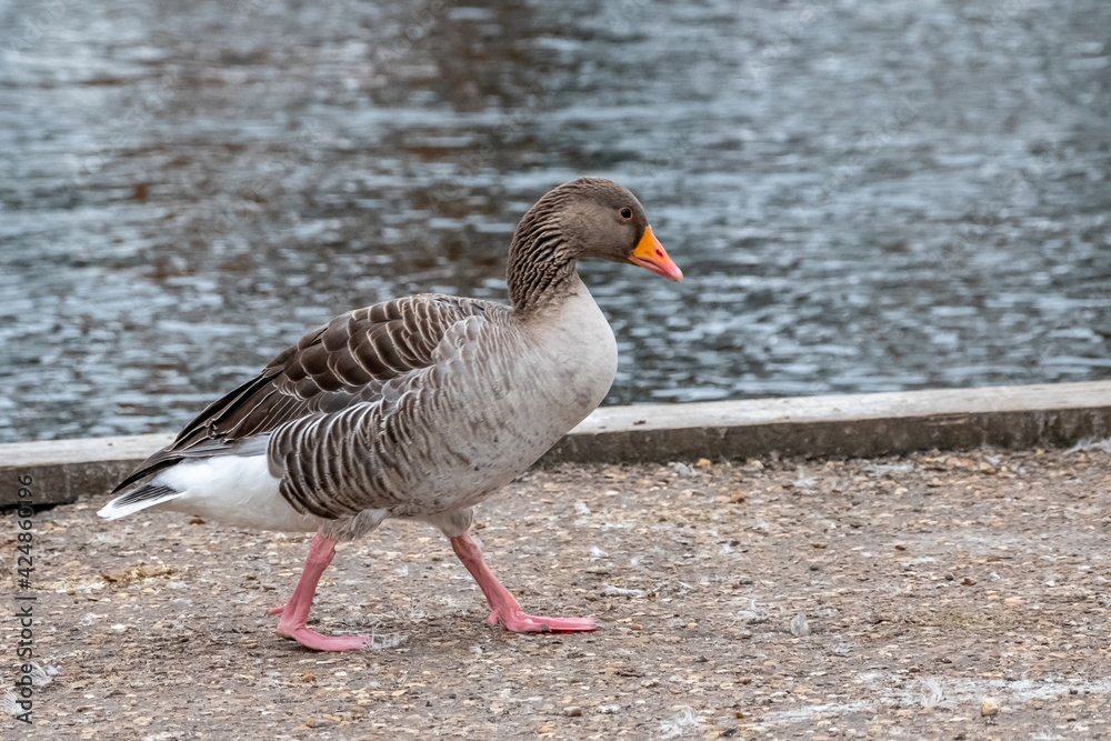 A wild greylag goose (Anser Anser) on the bank of the River Bure in the village of Wroxham in the heart of the Norfolk Broads A wild greylag goose (Anser Anser) on the bank of the River Bure in the village of Wroxham in the heart of the Norfolk Broads