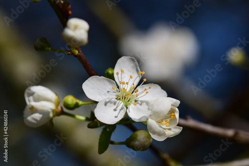 Close up of the first white blossoms on a tree branche in spring