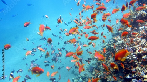 lots of goldfish