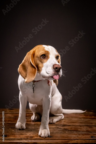 Beagle in the studio-10, funny face, dark background, tongue out