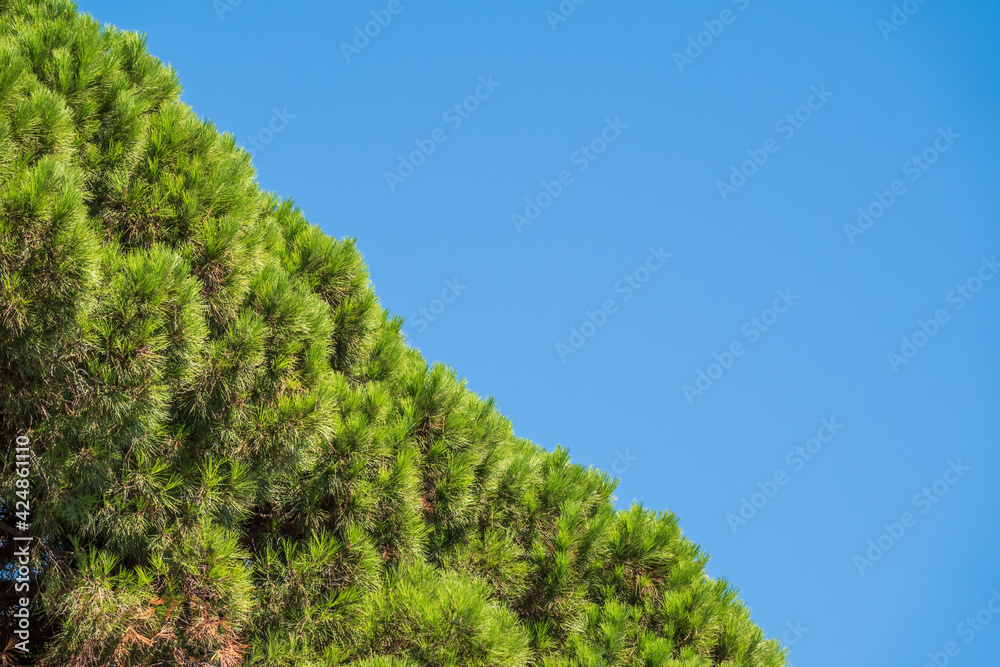 Green pine tree with long needles on a background of blue sky. Freshness, nature, concept. Pinus pinea Green pine tree with long needles on a background of blue sky. Freshness, nature, concept. Pinus pinea