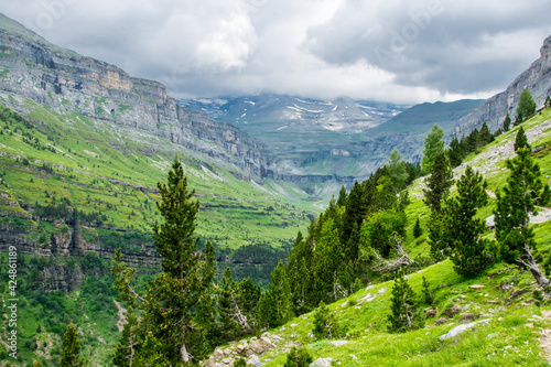 Pinos dispersos por estar ya cerca de su límite climático en el valle glaciar del Parque Nacional de Ordesa, en los Pirineos españoles photo