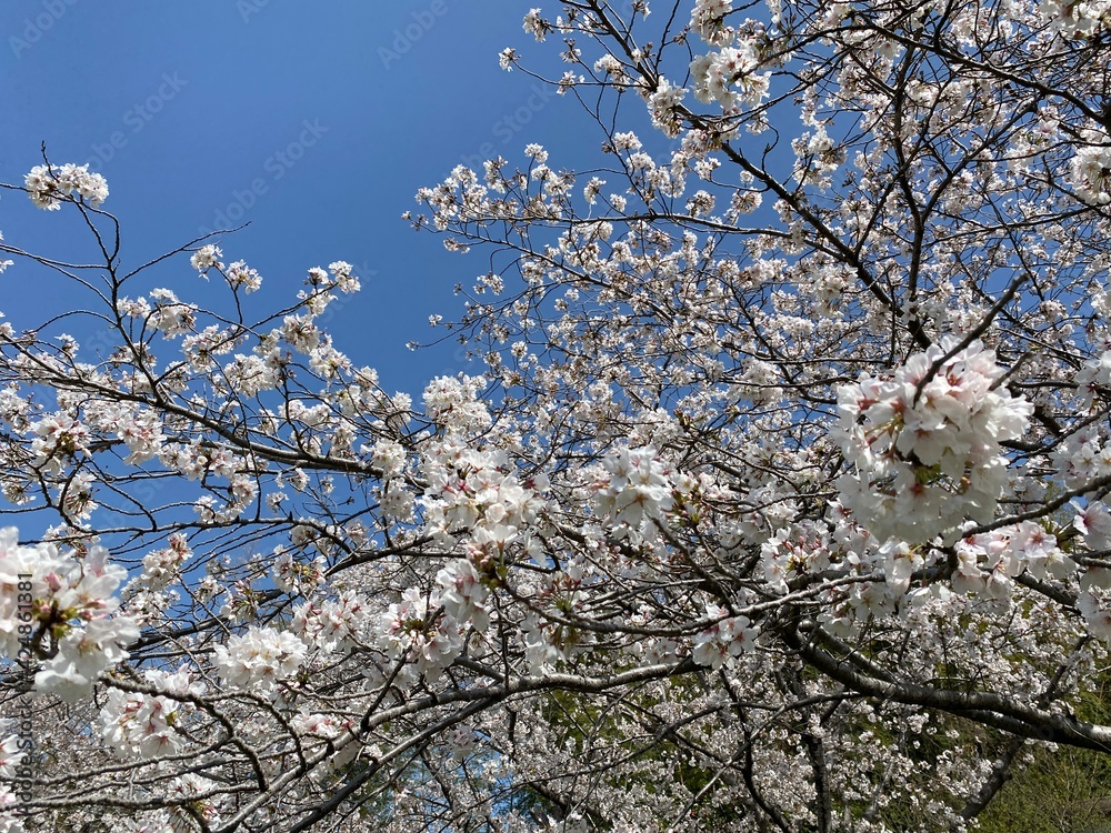 Fototapeta premium cherry tree blossom