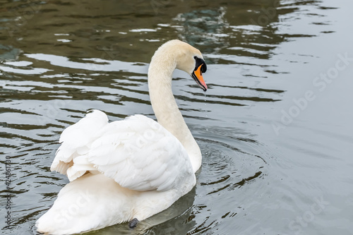 A lone mute swan (Cygnus Olor) swimming on the River Bure in the village of Hoveton and Wroxham in the heart of the Norfolk Broads