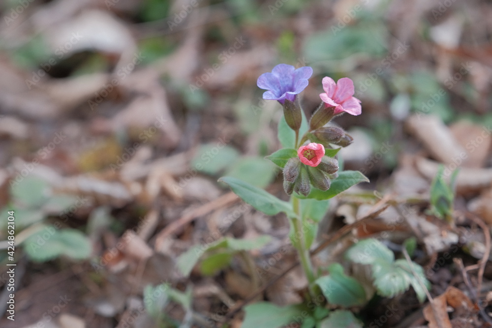 Flower of three colours in the spring forest Flower of three colours in the spring forest