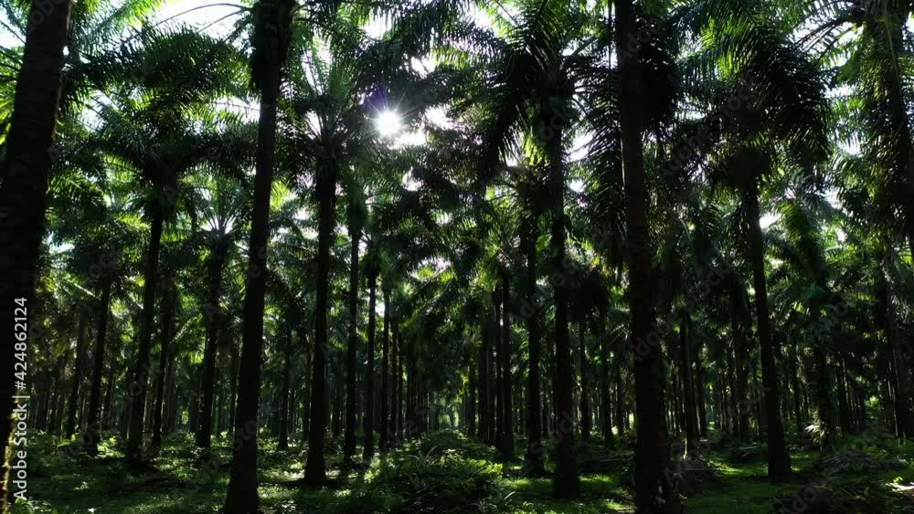sun shining through palm oil plantation front aerial traveling Costa Rica agricultural industry sun shining through palm oil plantation front aerial traveling Costa Rica agricultural industry