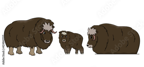 Set of three vector outline cartoon isolated hand drawn Muskoxes. Illustration on white background, Side view of a doodle Muskox or Ovibos moschatus family standing and lying on the ground.
