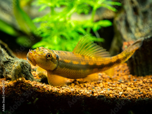 Macro close up of a Chinese Algae Eater  Gyrinocheilus aymonieri  in fish tank with blurred background