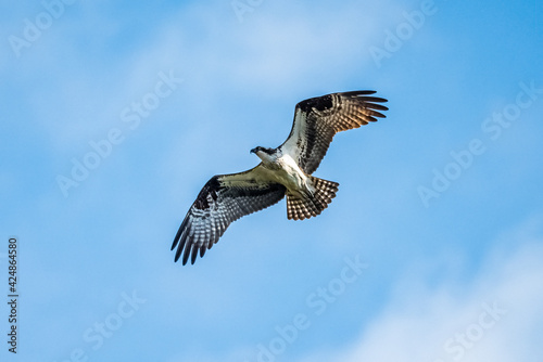osprey in flight