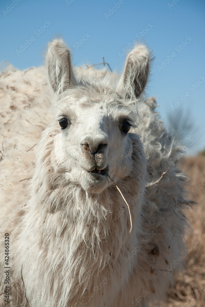 Fototapeta premium close up of a white alpaca