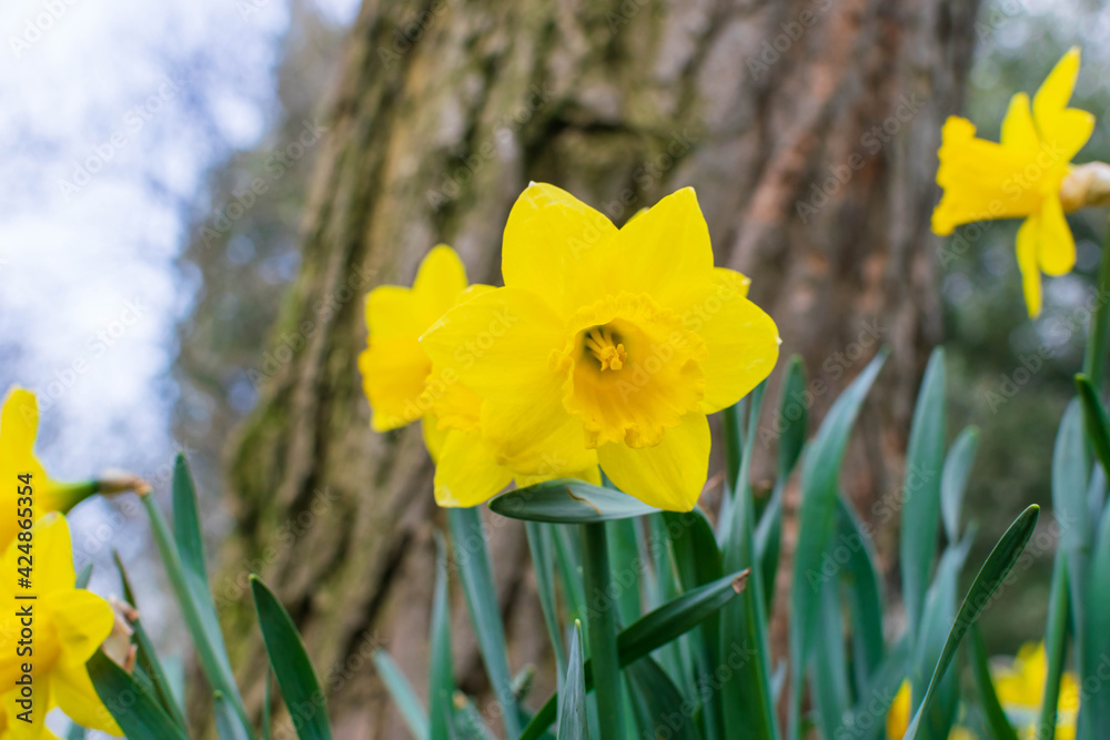 Obraz premium daffodils in spring