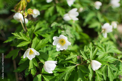 white flowers in a garden