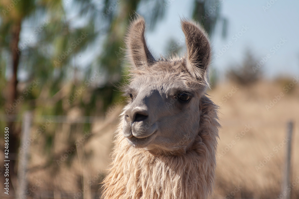 Fototapeta premium close up of a llama