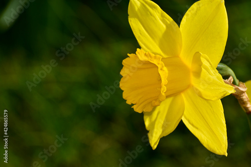 Closeup of a yellow daffodil flower