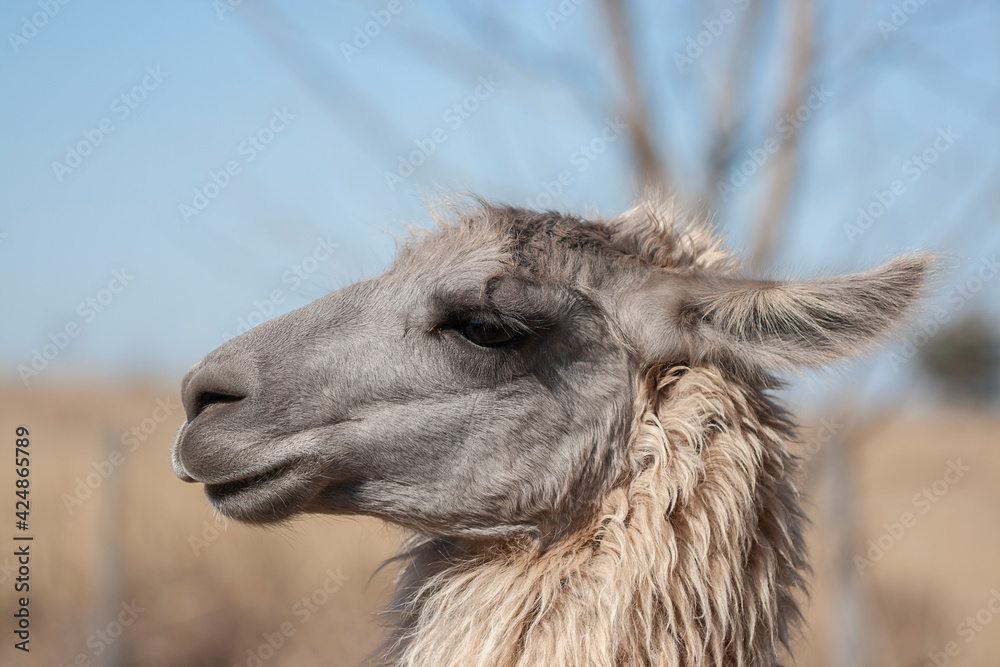 Fototapeta premium close up of a llama