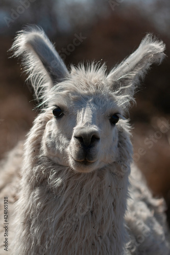 close up of a white alpaca