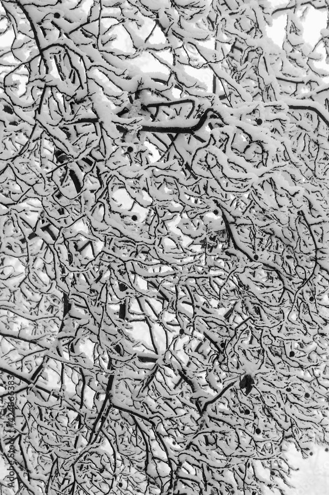 Fototapeta premium Wald Winter Schnee Nebel