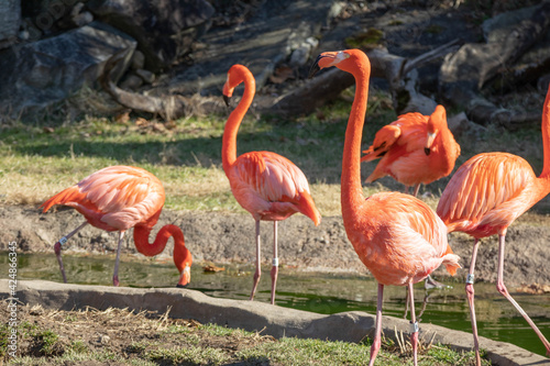 A group of flamingos in a zoo.