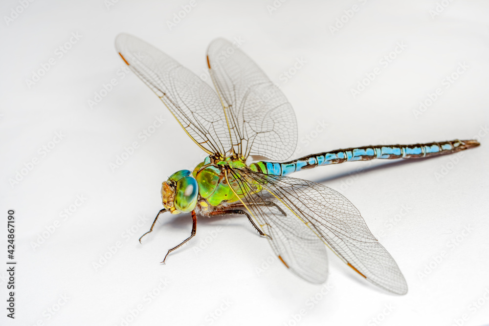 Extreme macro  shots, showing of eyes dragonfly detail. isolated on a white background. - obrazy, fototapety, plakaty 