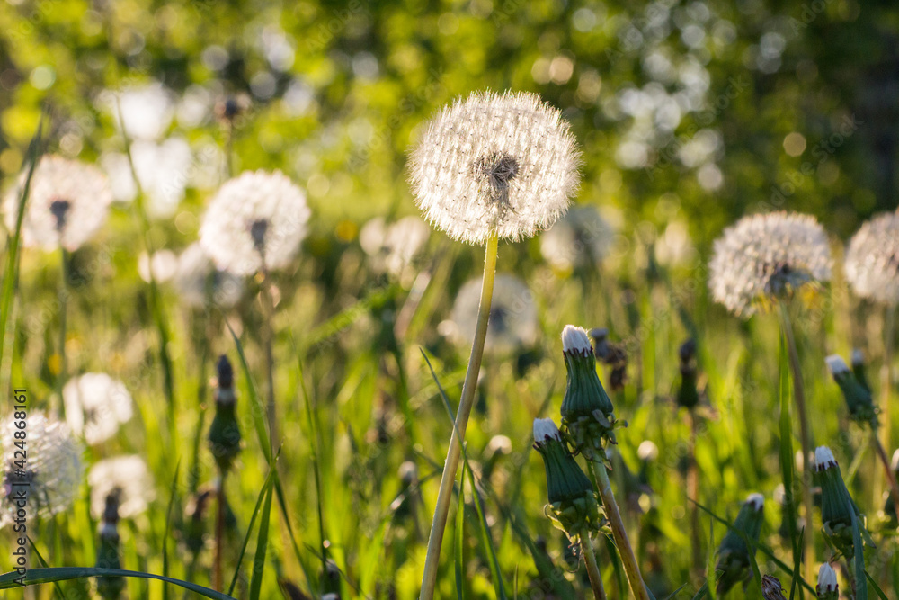 Obraz premium White dandelion on the green field sunny day closeup macro