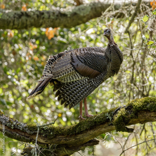 Wild Turkey Adult Hen roosting on oak tree and looking at camera. Pearson-Arastradero Preserve, Santa Clara County, California, USA.