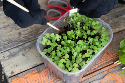 Fotografie Planting fresh herbs in paper tubes. Rosemary and basil.