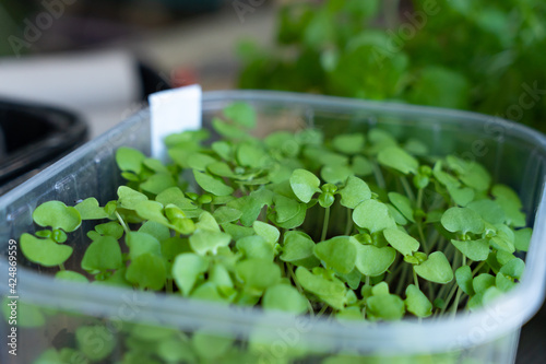 Fotografie Planting fresh herbs in paper tubes. Rosemary and basil.