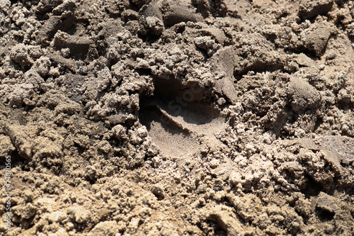A hoof track in the sand from a deer