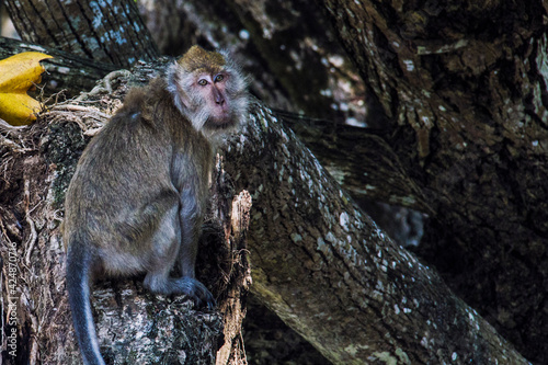 A wild monkey at Peucang Island Forest, Banten, Indonesia
