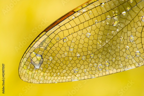 Extreme macro  shots, dragonfly wings detail. isolated on a white background.