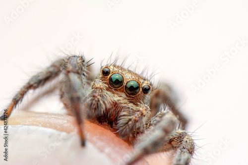 Close up  beautiful jumping spider  