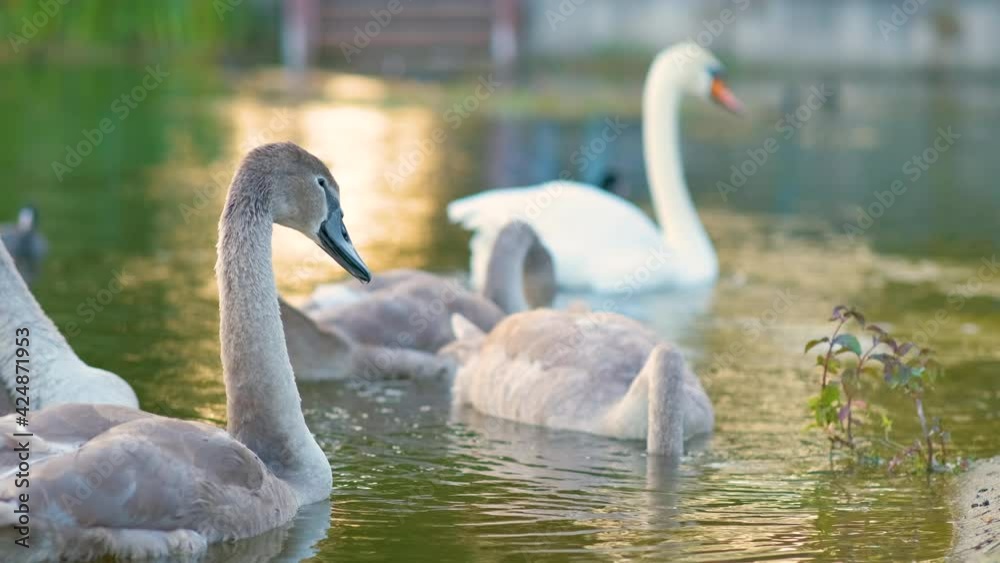 White and gray swans swimming on lake water in summer. White and gray swans swimming on lake water in summer.