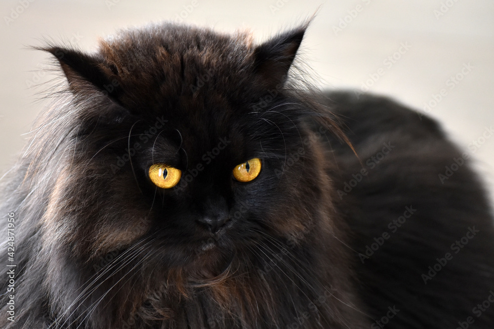 Black Persian cat with copy space on the right side.