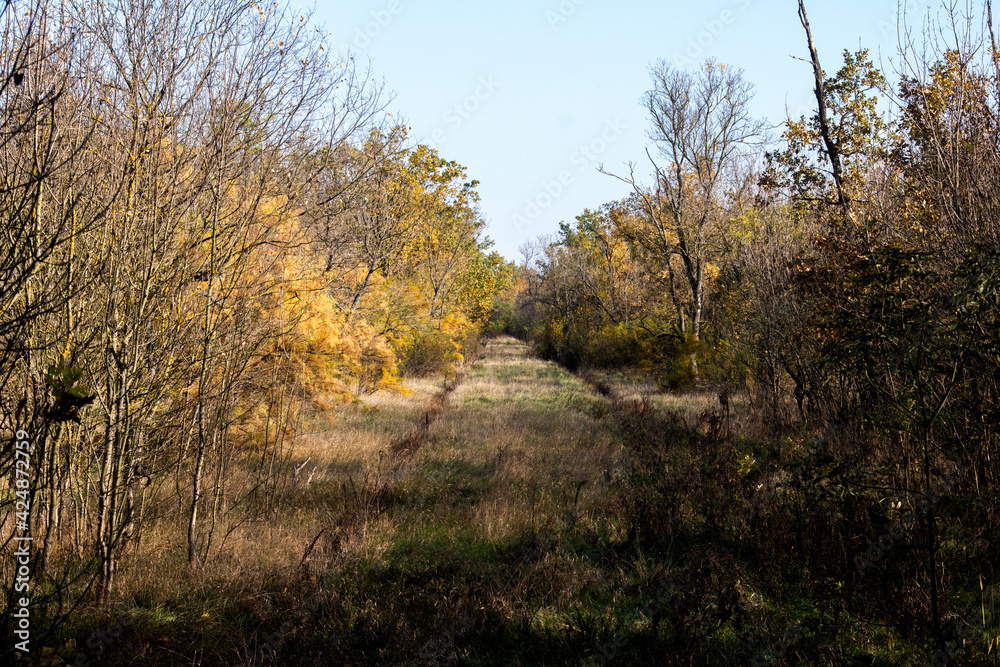 Fototapeta premium The autumn forest.