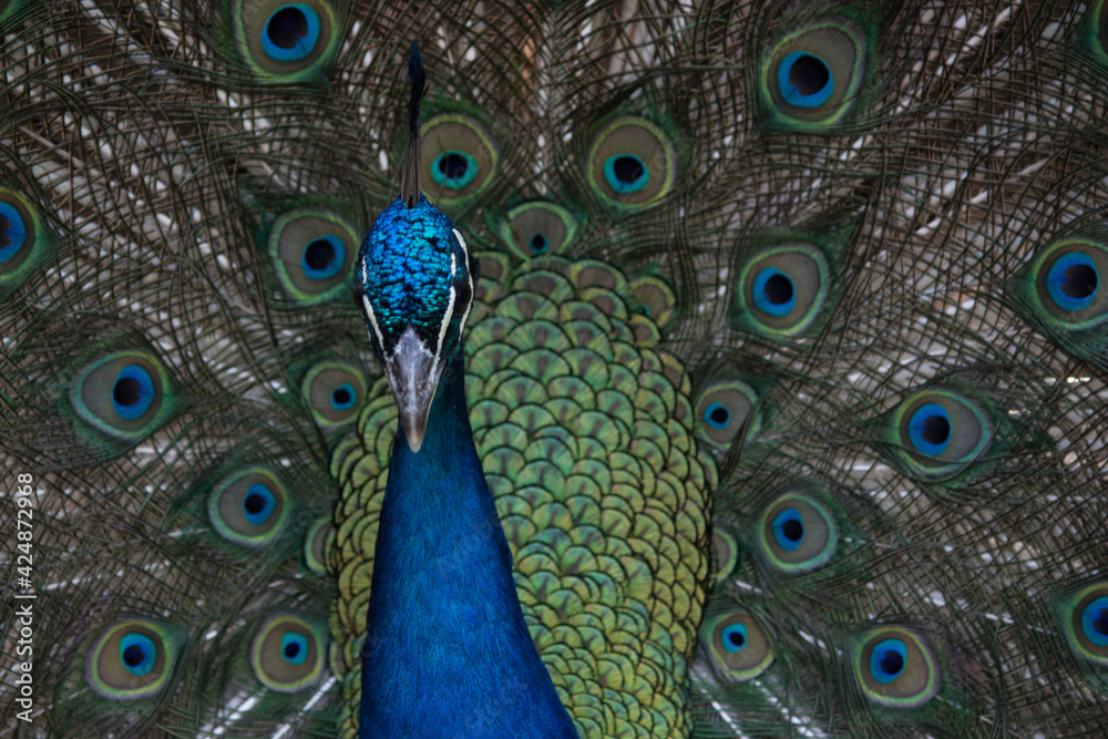 Obraz premium peacock with feathers