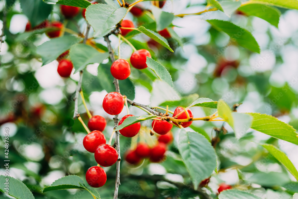 Red Ripe Cherry Berries Prunus subg. Cerasus on tree In Summer Vegetable Garden Red Ripe Cherry Berries Prunus subg. Cerasus on tree In Summer Vegetable Garden