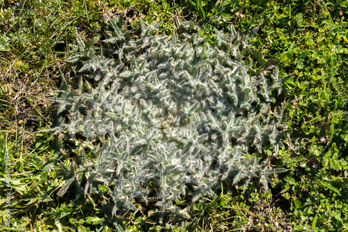 The acanthoides Carduus L. - roadside thistle photo